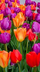 Preview wallpaper tulips, flowers, multicolored, bloom