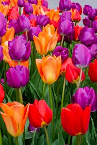 Preview wallpaper tulips, flowers, multicolored, bloom
