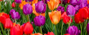 Preview wallpaper tulips, flowers, multicolored, bloom