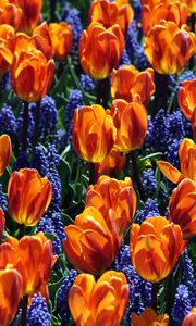 Preview wallpaper tulips, flowers, muscari, bed, spring