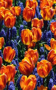 Preview wallpaper tulips, flowers, muscari, bed, spring