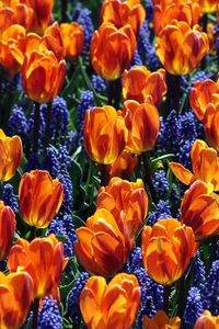 Preview wallpaper tulips, flowers, muscari, bed, spring