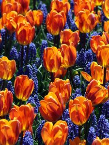 Preview wallpaper tulips, flowers, muscari, bed, spring