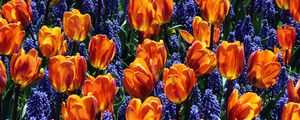 Preview wallpaper tulips, flowers, muscari, bed, spring