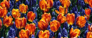 Preview wallpaper tulips, flowers, muscari, bed, spring