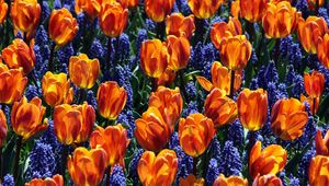 Preview wallpaper tulips, flowers, muscari, bed, spring