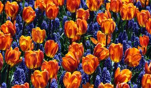 Preview wallpaper tulips, flowers, muscari, bed, spring