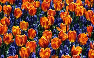 Preview wallpaper tulips, flowers, muscari, bed, spring