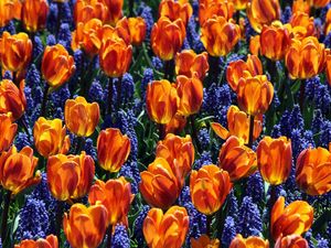 Preview wallpaper tulips, flowers, muscari, bed, spring