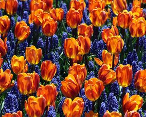 Preview wallpaper tulips, flowers, muscari, bed, spring