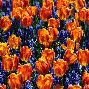 Preview wallpaper tulips, flowers, muscari, bed, spring