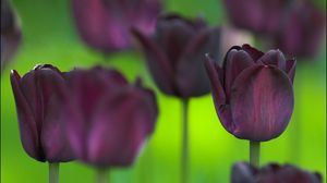 Preview wallpaper tulips, flowers, nature, greenery, blurring