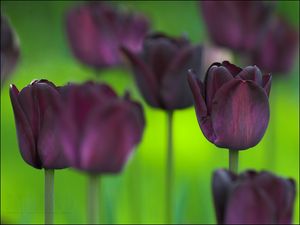 Preview wallpaper tulips, flowers, nature, greenery, blurring