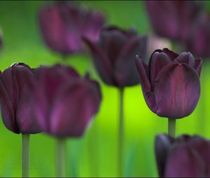 Preview wallpaper tulips, flowers, nature, greenery, blurring