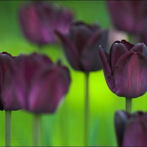 Preview wallpaper tulips, flowers, nature, greenery, blurring