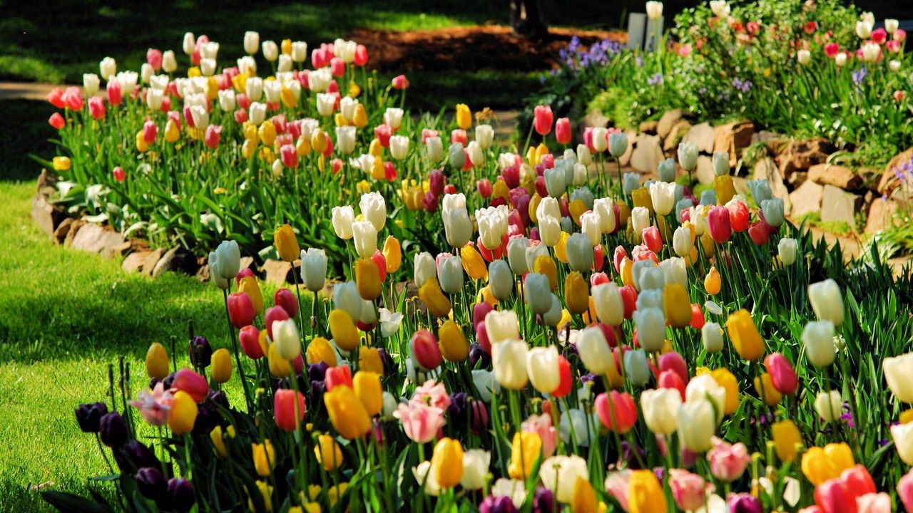 Wallpaper tulips, flowers, nature, flower bed
