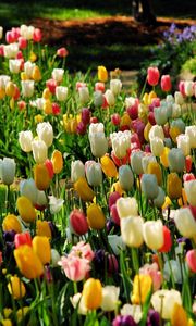 Preview wallpaper tulips, flowers, nature, flower bed