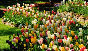 Preview wallpaper tulips, flowers, nature, flower bed