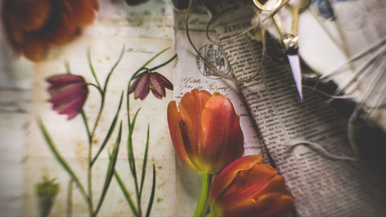 Wallpaper tulips, flowers, newspapers, scissors, aesthetics