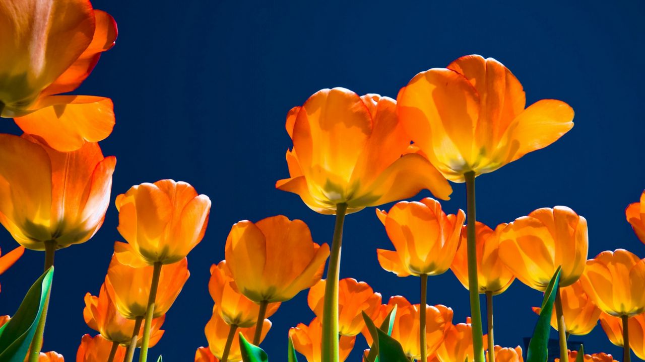 Wallpaper tulips, flowers, night, skies, light, much