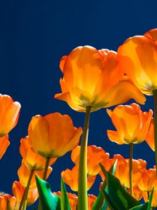 Preview wallpaper tulips, flowers, night, skies, light, much