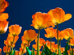 Preview wallpaper tulips, flowers, night, skies, light, much