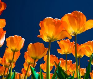 Preview wallpaper tulips, flowers, night, skies, light, much