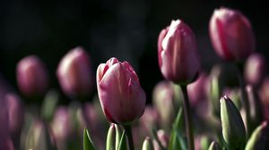 Preview wallpaper tulips, flowers, night, golf, beauty