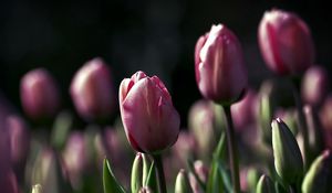 Preview wallpaper tulips, flowers, night, golf, beauty