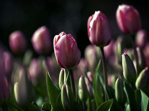Preview wallpaper tulips, flowers, night, golf, beauty