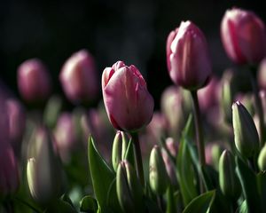 Preview wallpaper tulips, flowers, night, golf, beauty