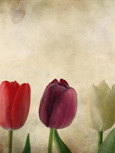 Preview wallpaper tulips, flowers, number, paper