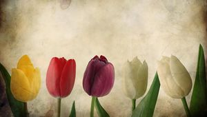 Preview wallpaper tulips, flowers, number, paper