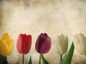 Preview wallpaper tulips, flowers, number, paper