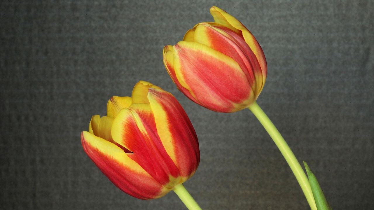 Wallpaper tulips, flowers, pair, background