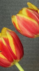 Preview wallpaper tulips, flowers, pair, background