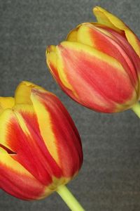 Preview wallpaper tulips, flowers, pair, background