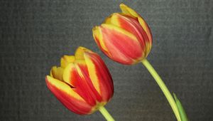 Preview wallpaper tulips, flowers, pair, background