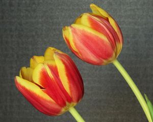 Preview wallpaper tulips, flowers, pair, background
