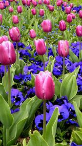 Preview wallpaper tulips, flowers, pansies, flowerbed, spring