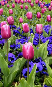 Preview wallpaper tulips, flowers, pansies, flowerbed, spring