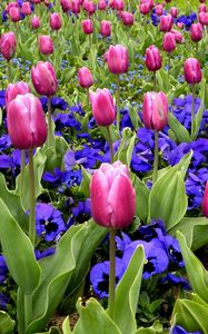 Preview wallpaper tulips, flowers, pansies, flowerbed, spring