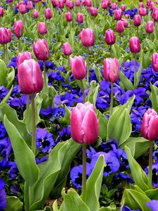 Preview wallpaper tulips, flowers, pansies, flowerbed, spring