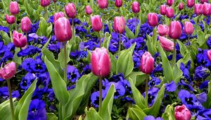 Preview wallpaper tulips, flowers, pansies, flowerbed, spring