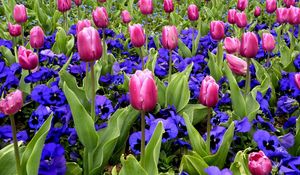 Preview wallpaper tulips, flowers, pansies, flowerbed, spring