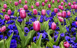 Preview wallpaper tulips, flowers, pansies, flowerbed, spring