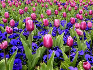 Preview wallpaper tulips, flowers, pansies, flowerbed, spring