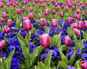 Preview wallpaper tulips, flowers, pansies, flowerbed, spring