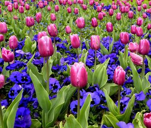 Preview wallpaper tulips, flowers, pansies, flowerbed, spring