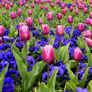 Preview wallpaper tulips, flowers, pansies, flowerbed, spring